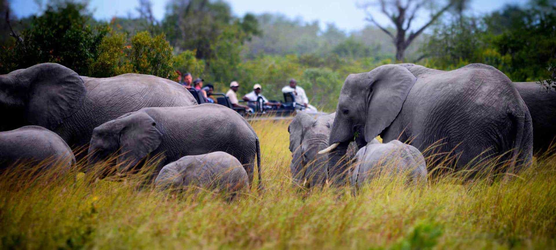 Elephants as seen in Timbavati