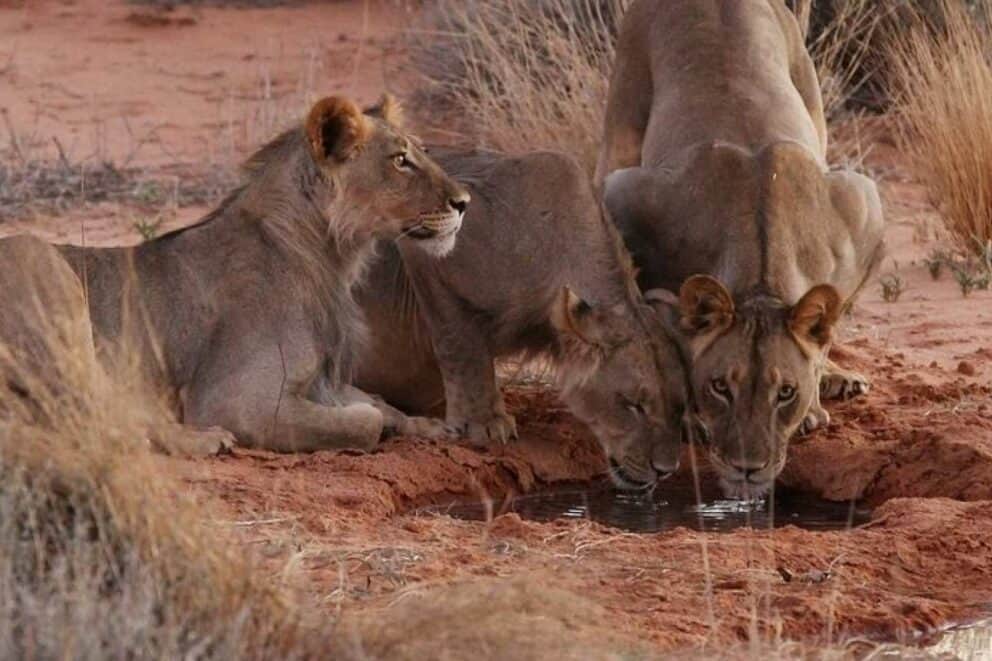 Lions in the Kgalagadi Transfrontier Park, a Botswana national park