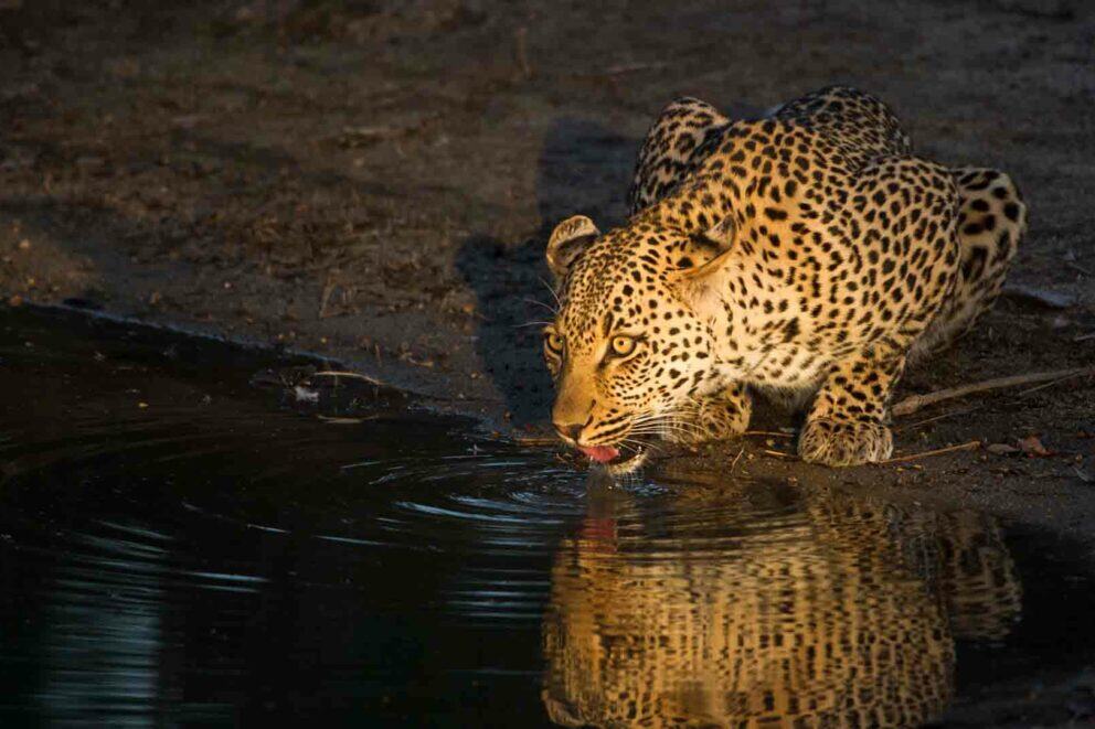 Leopard spotted drinking water on a night game drive in the Kruger National Park.