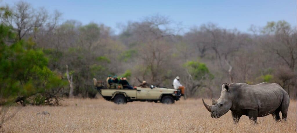 Safari vehicle looking at a rhino