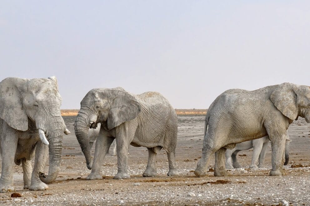 Desert adapted elephants in Etosha National Park, Namibia