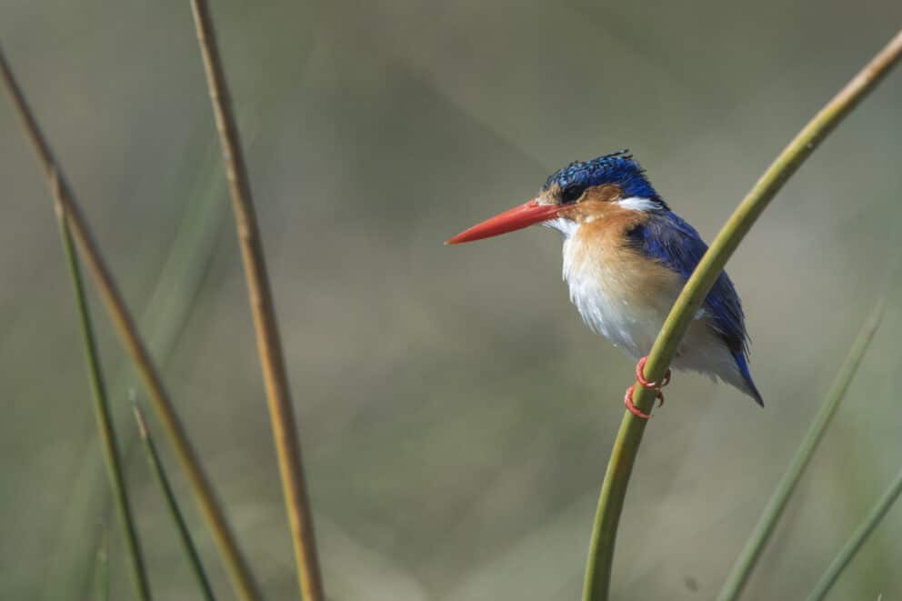 A Malachite Kingfisher bird perched on reed at Letaka Tented Camp, Okavango Delta.