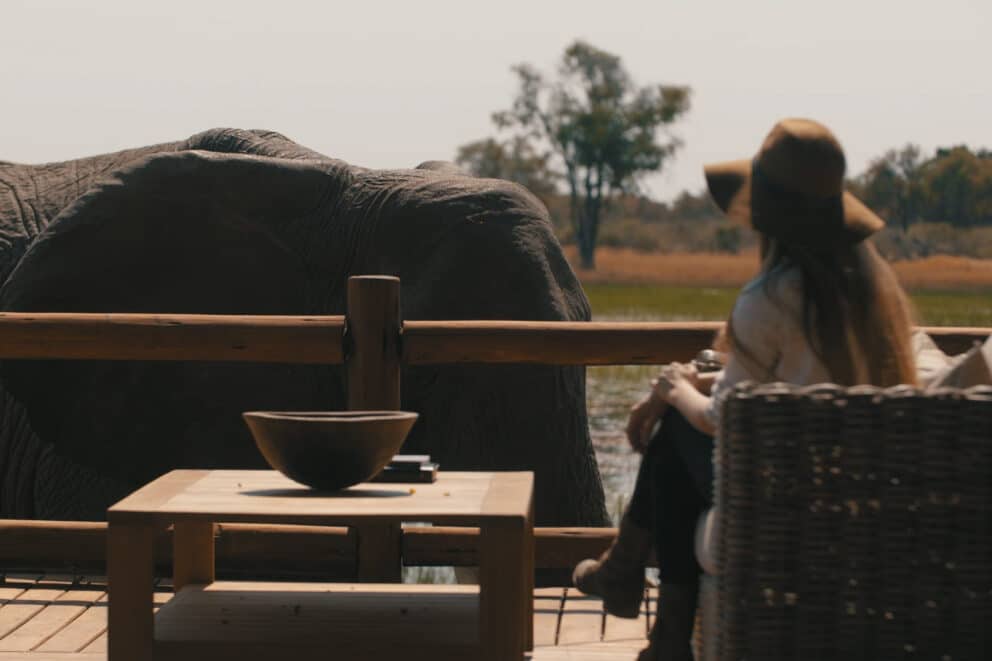Elephant walking near the deck of Chief's Camp; a lodge in the Okavango Delta