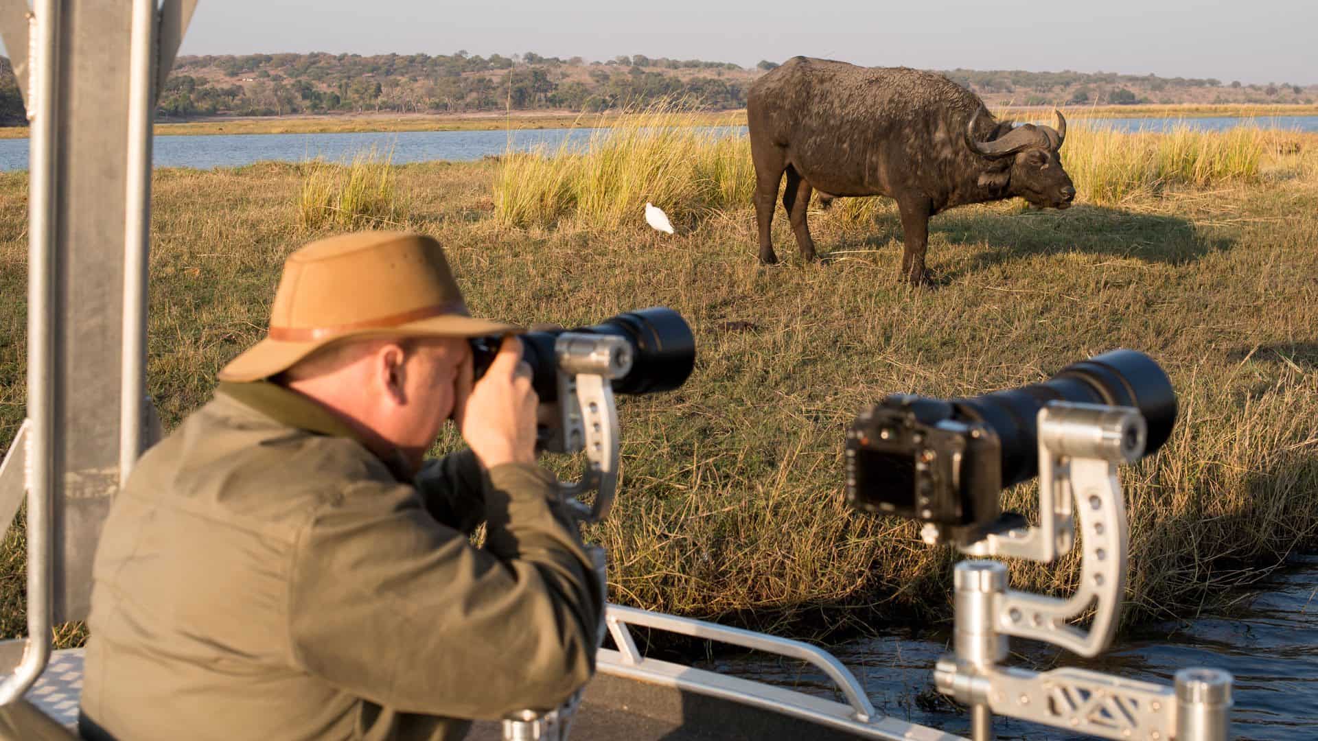 Photographer taking shots of a Cape buffalo in the Okavango Delta on a Botswana photo safari