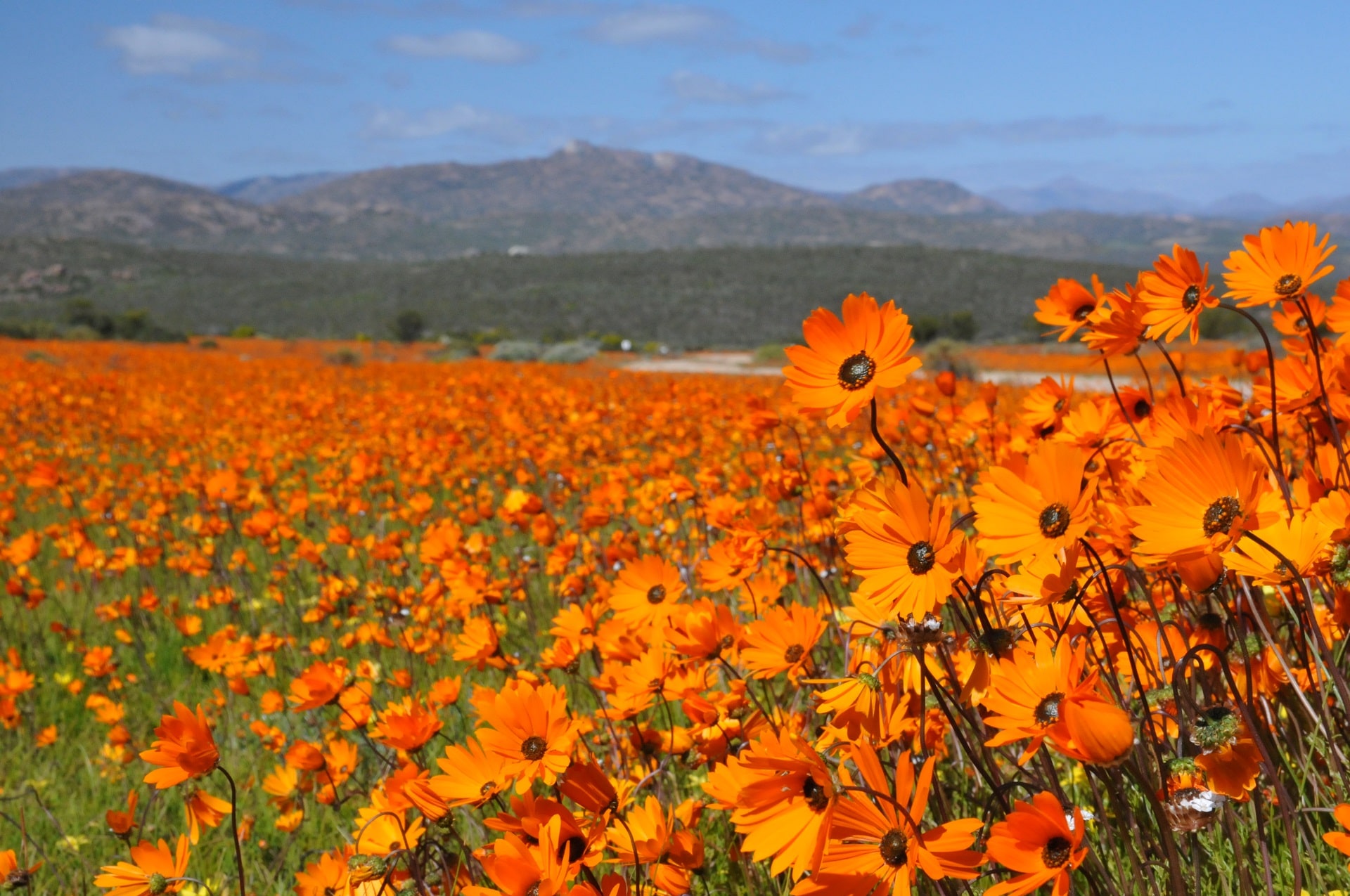 A vast landscape with flowers blooming in Namaqualand