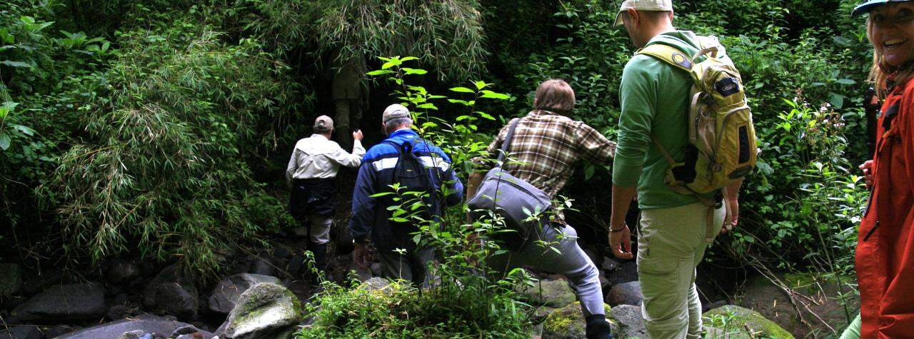 Gorilla trekking in Volcanoes National Park, Rwanda 