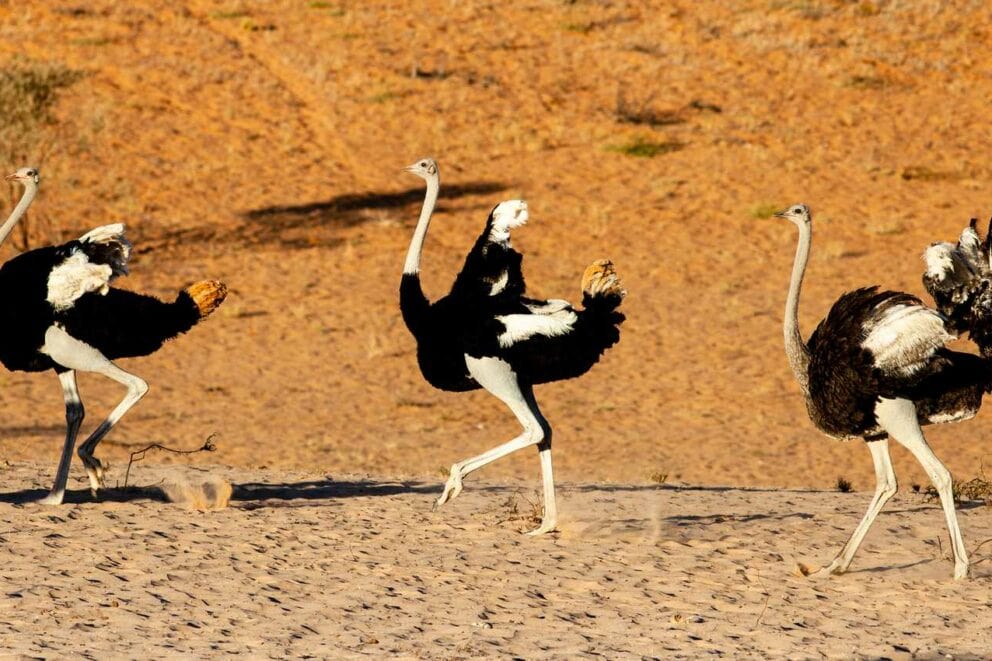 Ostriches in Kgalagadi Transfrontier Park.