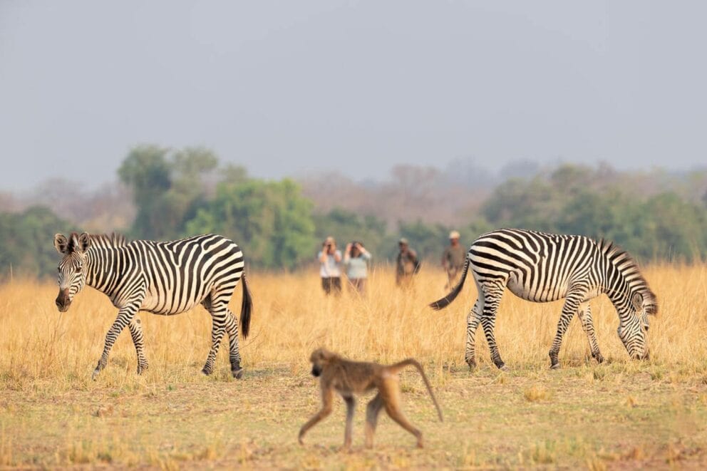 Zebras and a baboon spotted in the distance during a walking safari at Puku Ridge Camp, Zambia.
