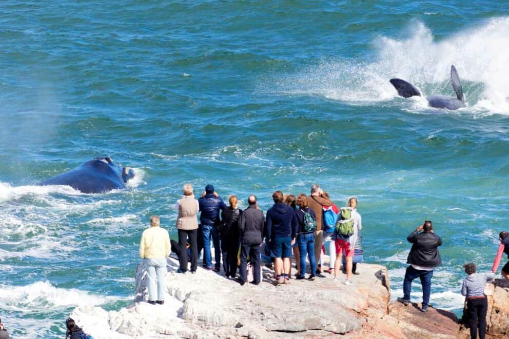 Whale Watching in Hermanus