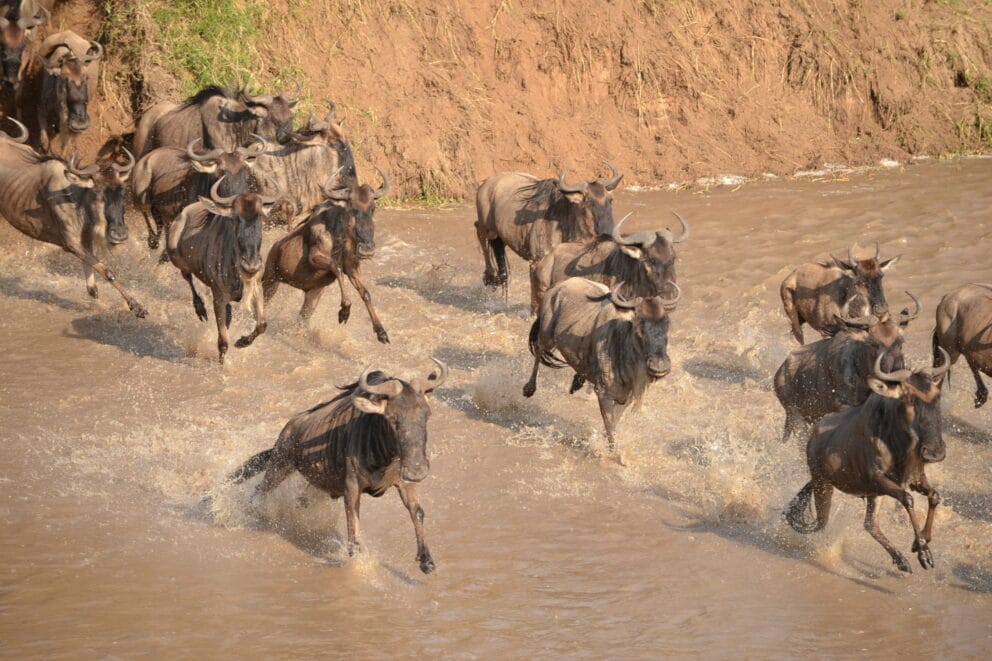 Wildebeest crossing river in Kenya during the Great Migration