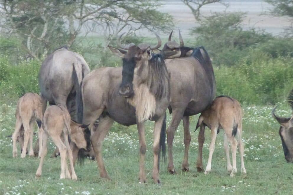 Wildebeest with their calves in the Serengeti