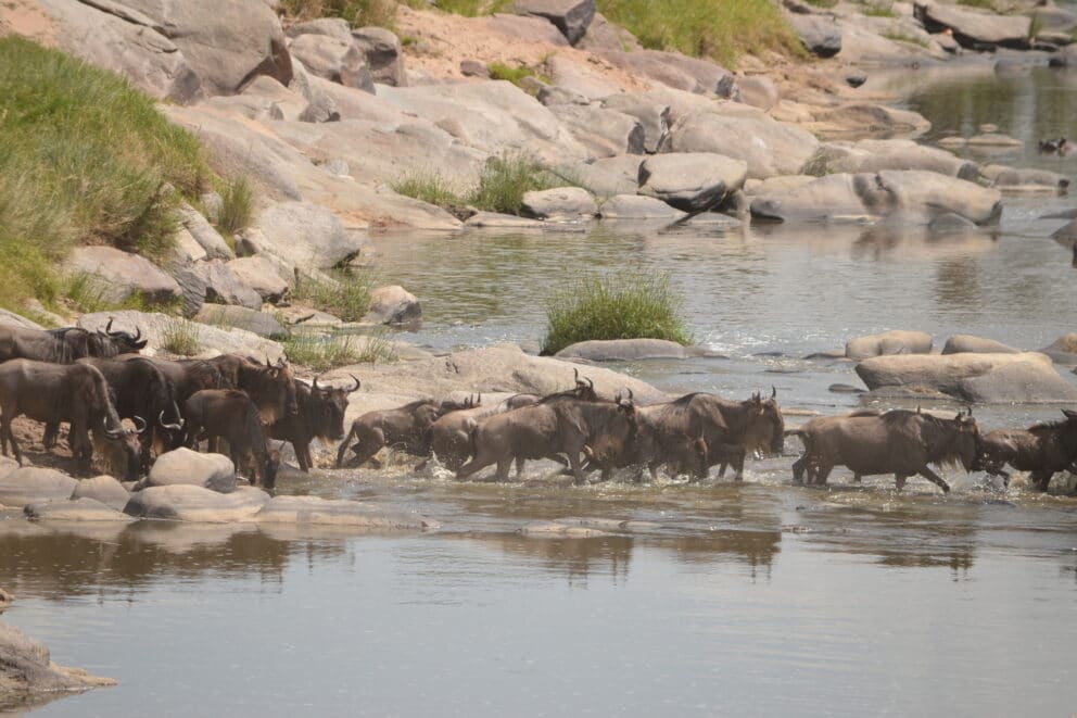 Wildebeest crossing the Talek River in Kenya