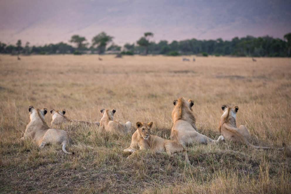 The Marsh Pride of lions in Masai Mara, Kenya.