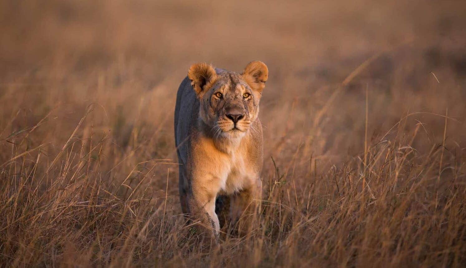 Lioness from the Marsh Pride in the Masai Mara, Kenya