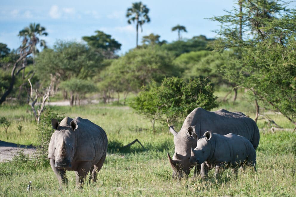 A rhino family grazing in the open grasslands at Little Mombo, Botswana.