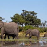 A female elephant walking through the river with two calves at Wilderness Little Mombo, Botswana.