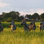 Four zebras standing in the tall green grass at sunrise on Chief's Island at Wilderness Little Mombo, Botswana.