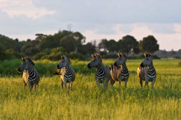 Moremi Game Reserve