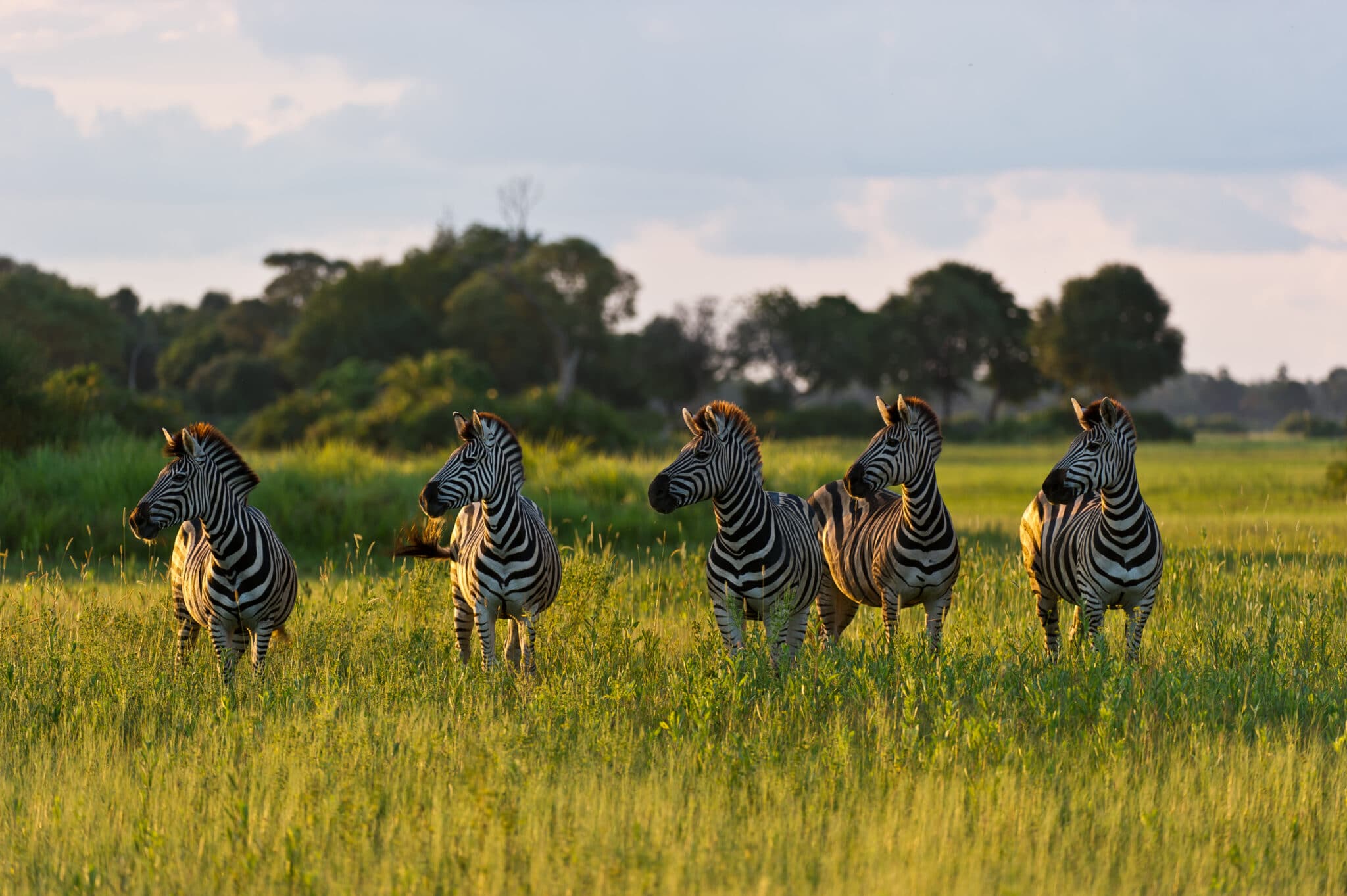 Four zebras standing in the tall green grass at sunrise on Chief's Island at Wilderness Little Mombo, Botswana.