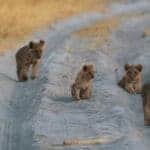 Lion cubs playing on a dirt road during a lion safari on Chief's Island the Okavango Delta at A&K Sanctuary Chief's Camp, Botswana