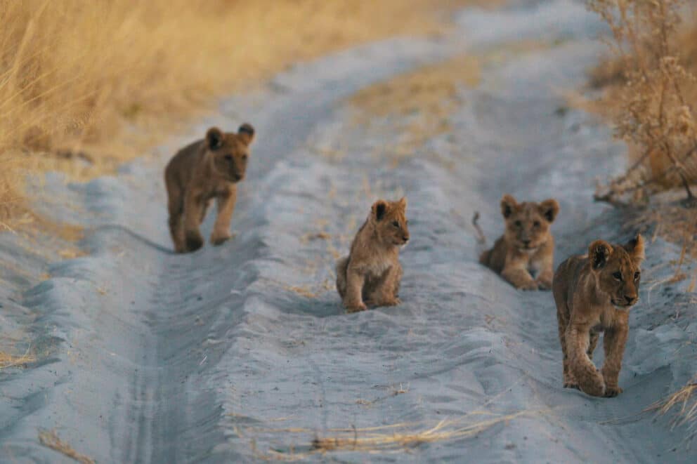 Lion cubs playing on a dirt road during a lion safari in Botswana | Photo: Chiefs Camp