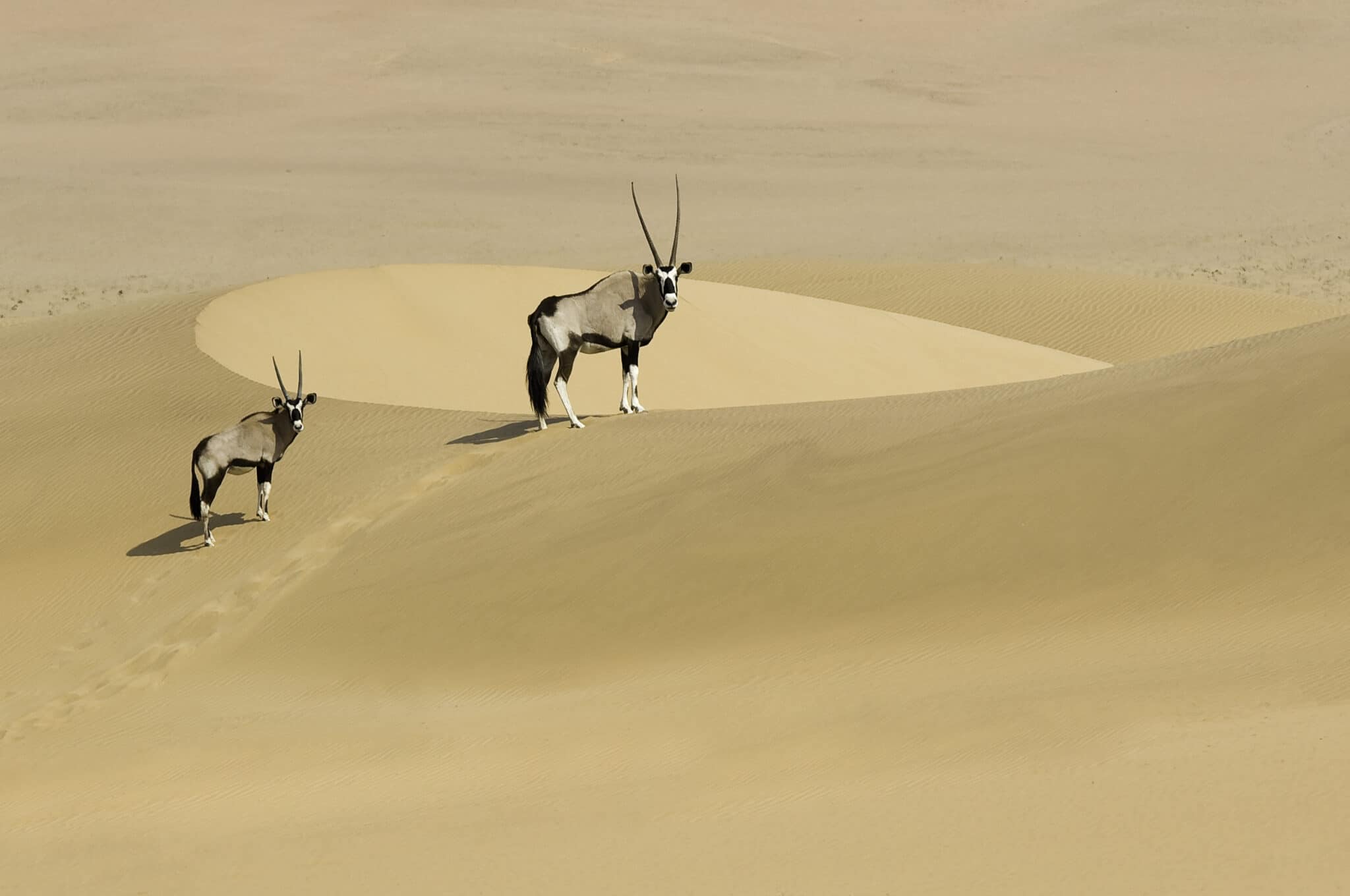 Two Oryx roaming the dunes in Kaokoland, Namibia.