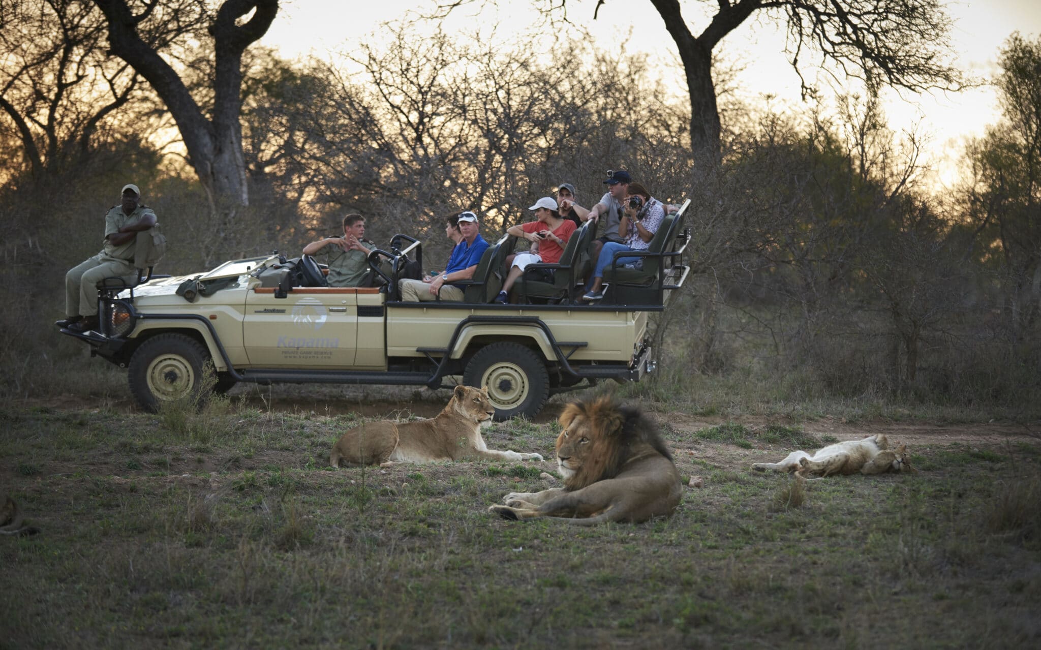 Lions relaxing in the bush on a game drive in Kruger National Park