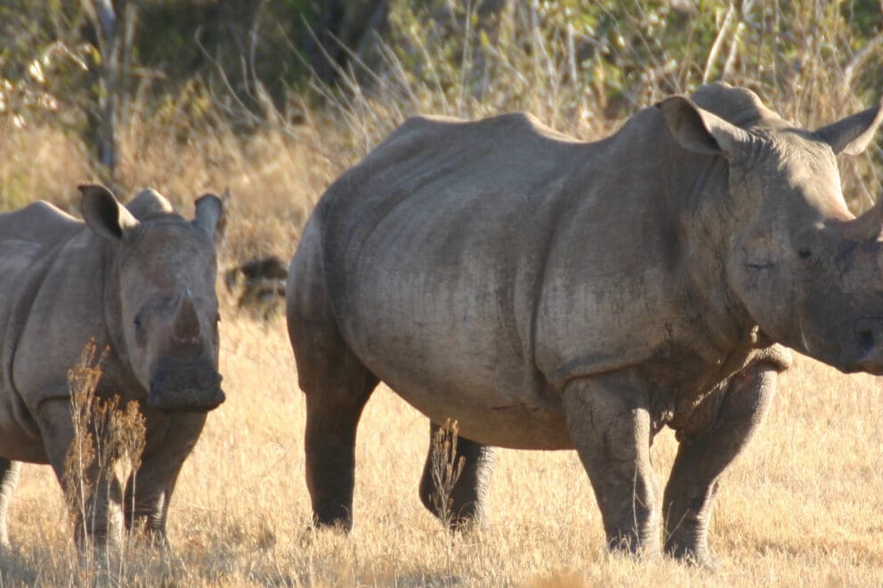 RHino and her calf in Madikwe Game Reserve | Photo credit: Jamala Madikwe Royal Safari Lodge