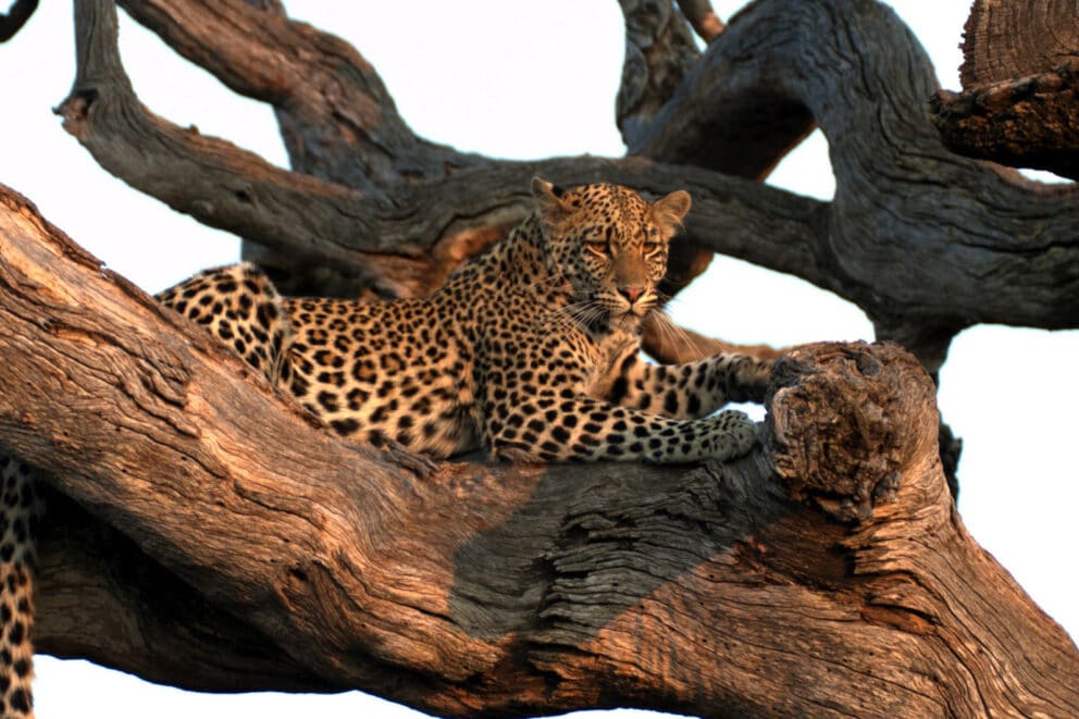 A leopard in a tree in Madikwe, a great place for an African safari for seniors. 