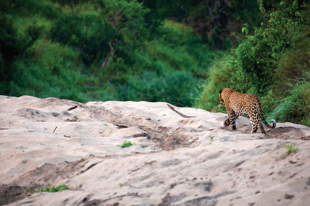 A leopard walking across a flat rock bed at Lion Sands Narina Lodge, South Africa.