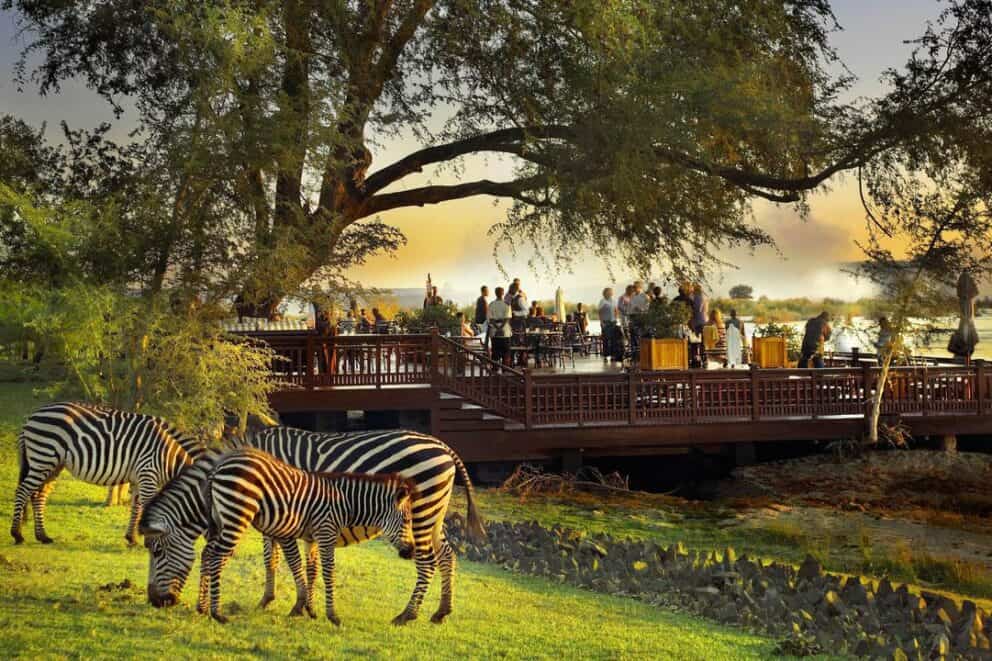 Zebras in the foreground of a viewing deck | Photo credits: the Royal Livingstone