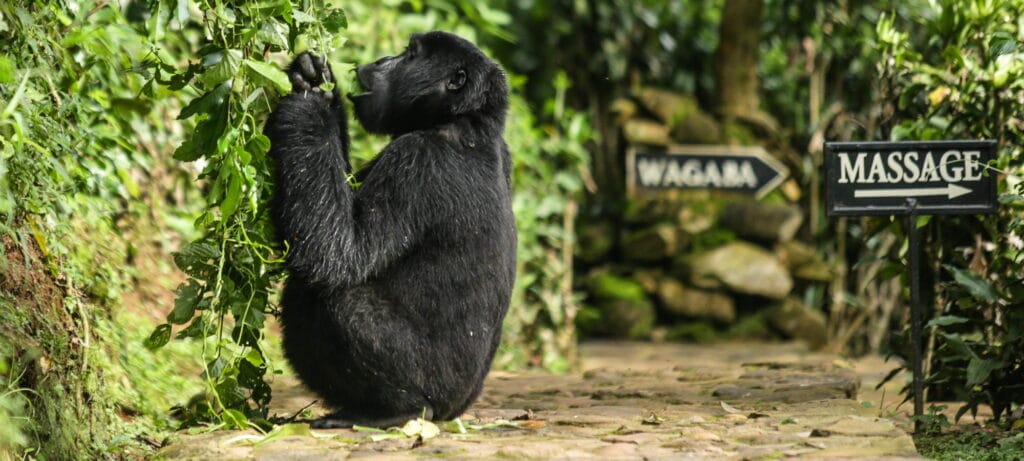 Bwindi Lodge