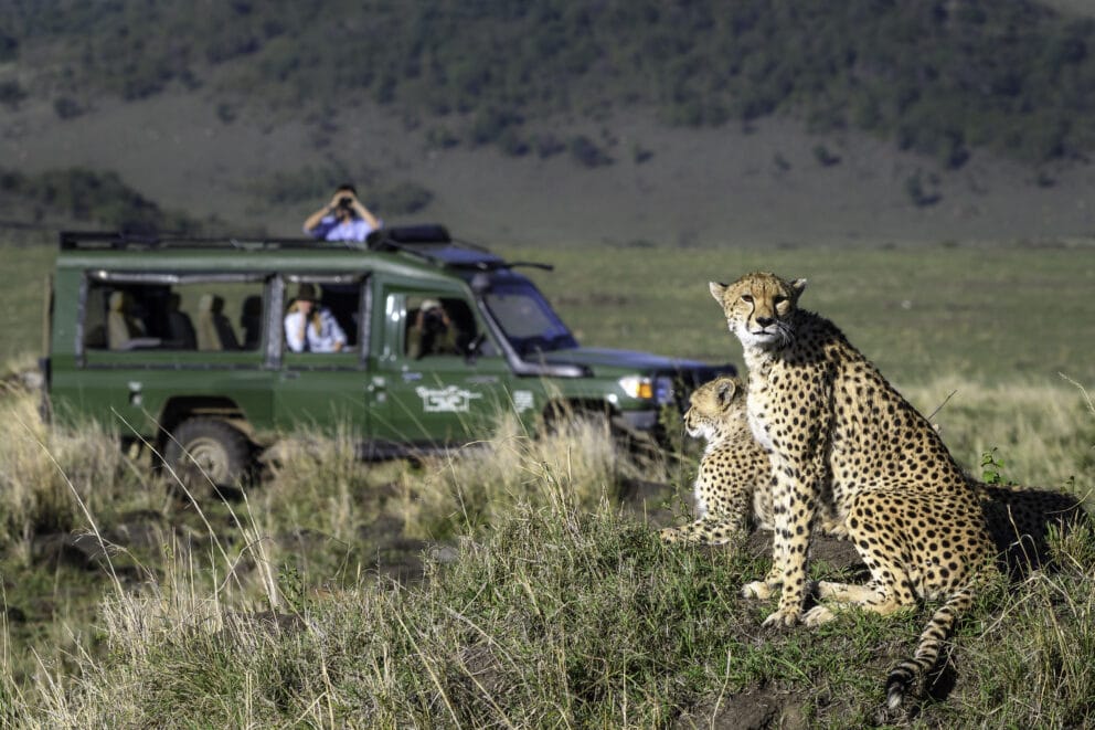 Spotting a cheetah on a game drive in Kenya. There are many things to include in your Kenya safari packing list.
