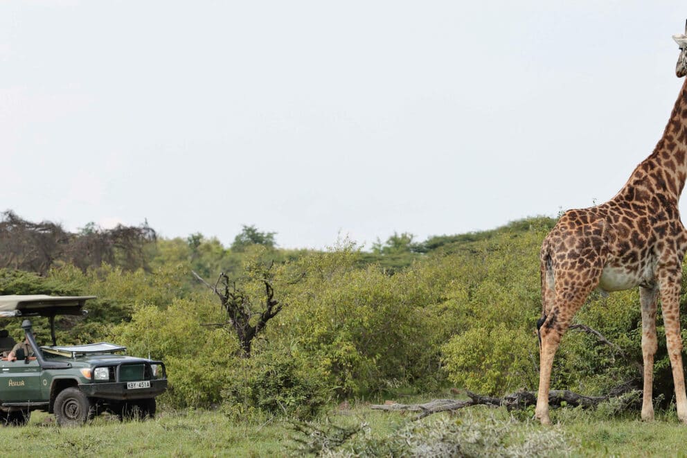 A giraffe spotted on a game drive in the Masai Mara at Encounter Mara Camp, Kenya.
