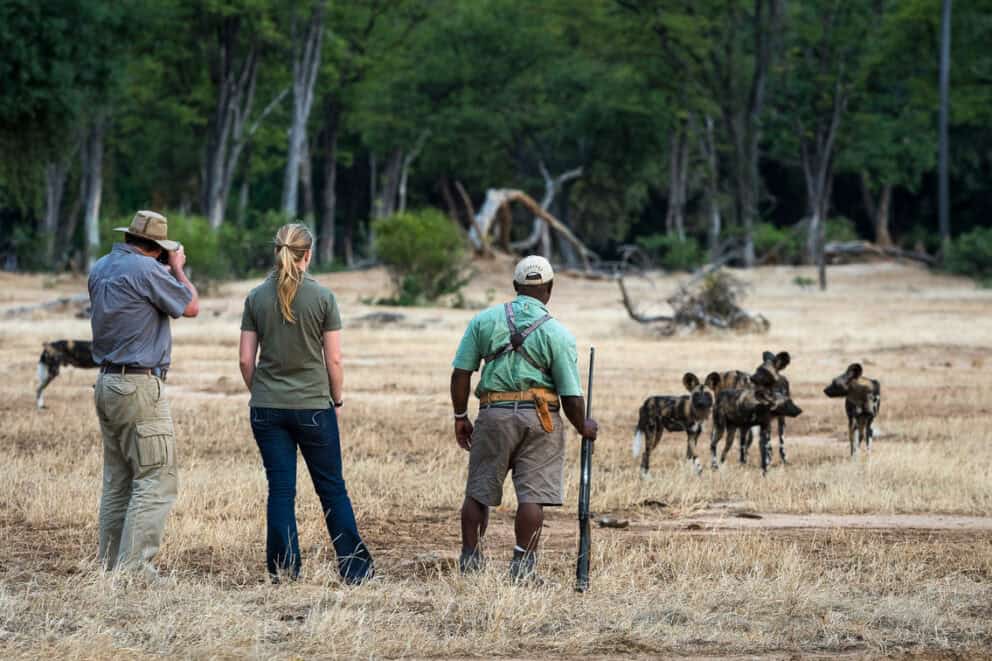Guests on a guided walking safari observing a pack of wild dogs in the distance near Wilderness Ruckomechi in Mana Pools, Zimbabwe.