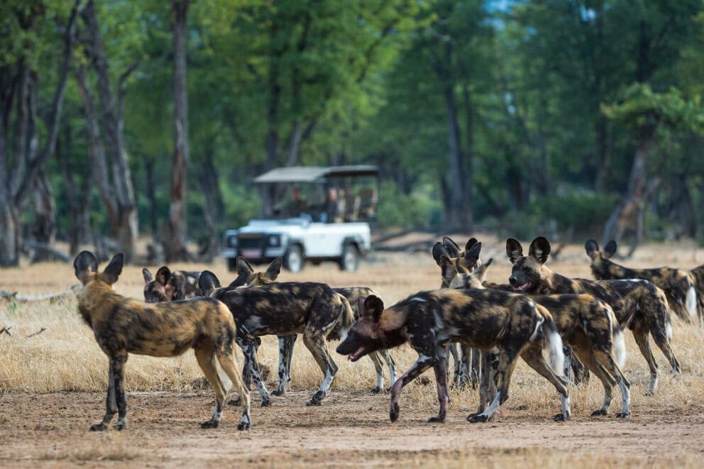 Pack of African wild dogs spotted on a game drive in Mana Pools.
