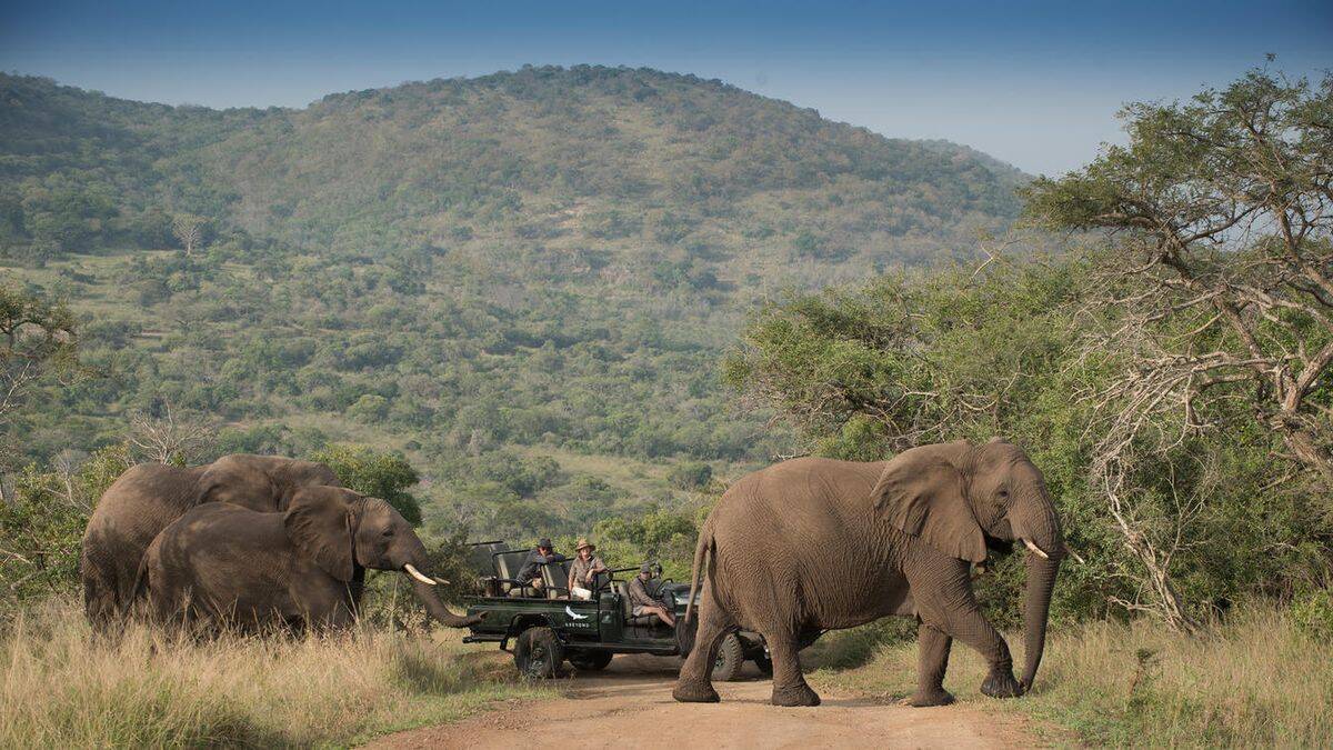 Tourists in a safari vehicle observing a herd of elephants moving through the thick brush at Phinda Homestead in Phinda Private Game Reserve, South Africa.