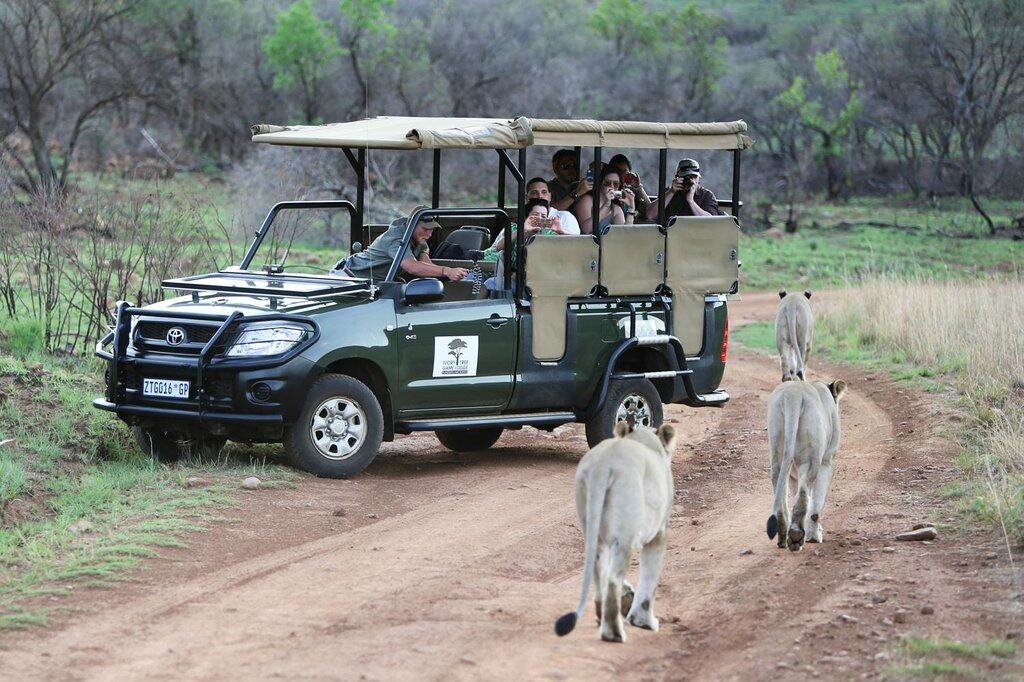 A pride of lioness spotted on a game drive in Pilanesberg National Park