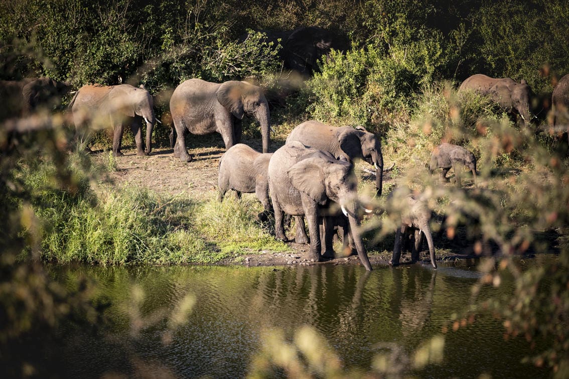 Herd of elephants at the river drinking water in the Singita Concession
