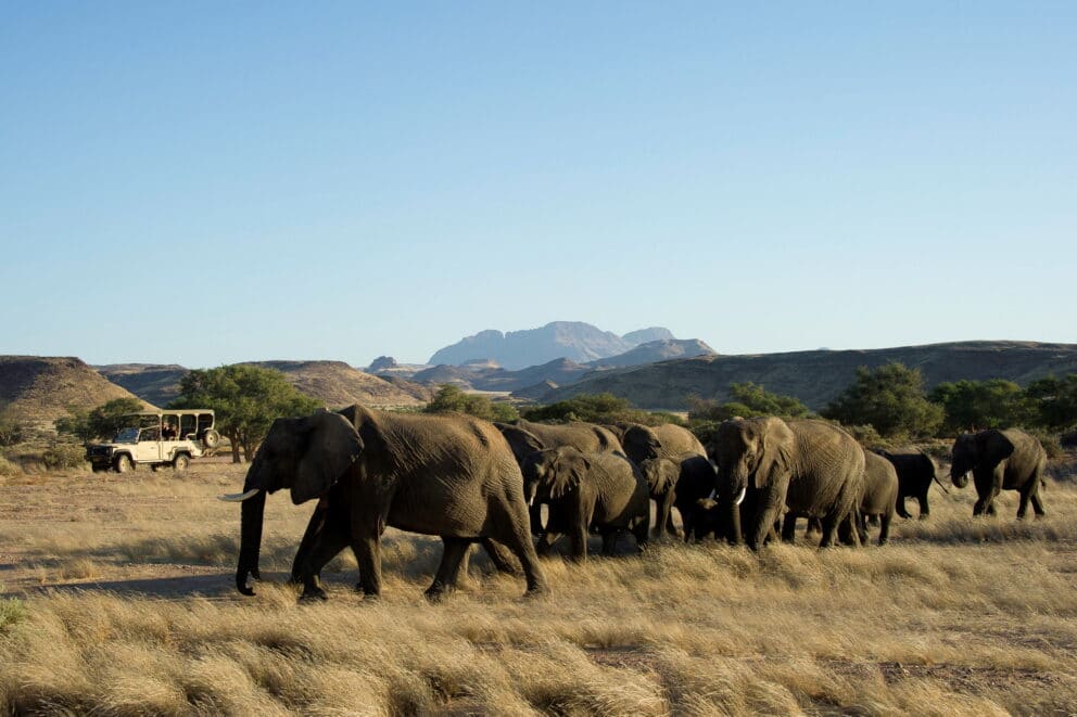 A herd of elephants roaming across the desert landscape at Damaraland Camp, Namibia.