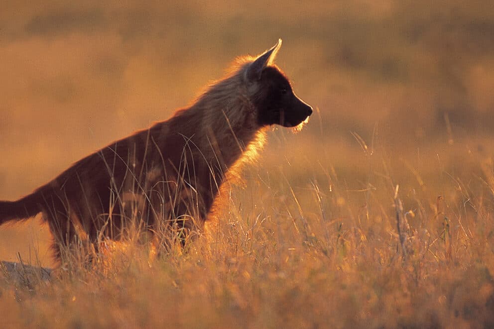 Brown hyena at sunset.