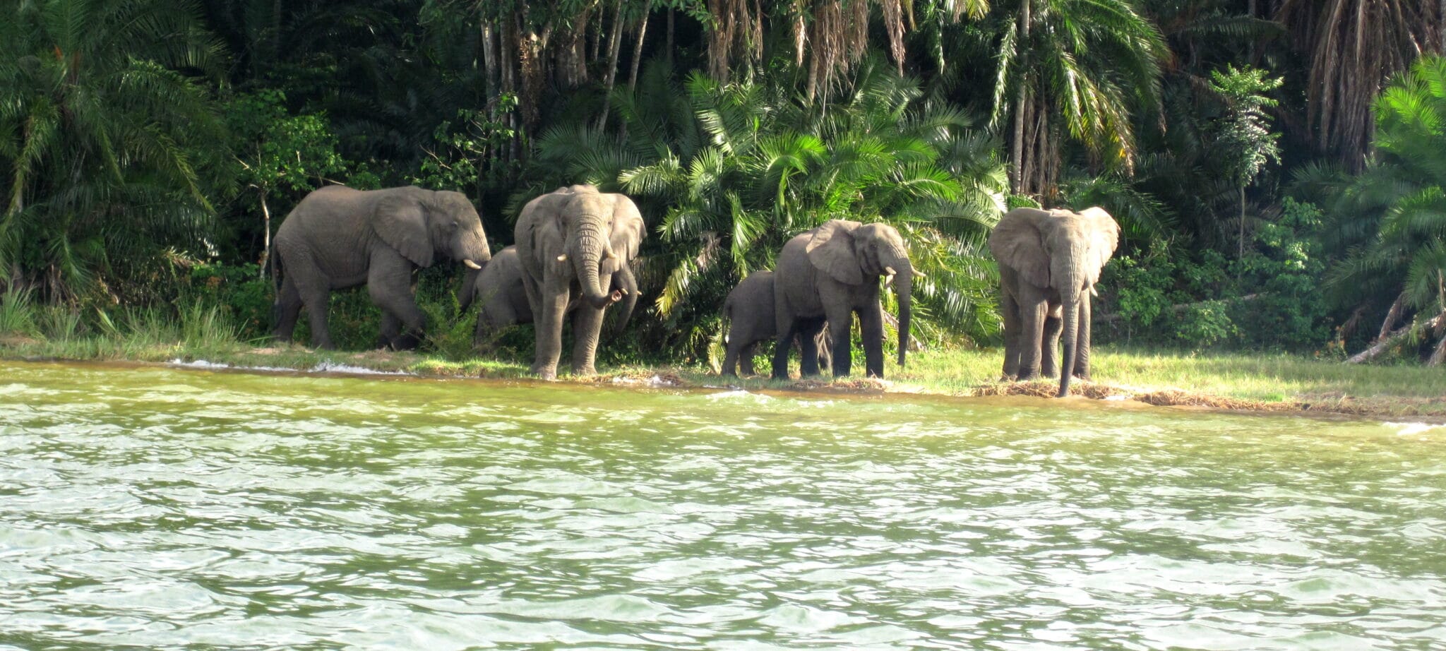 Elephants drinking water at Lake Victoria