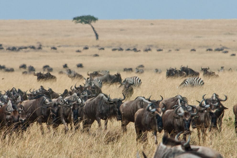 A herd of wildebeest grazing in the open plains of the Masai Mara, Kenya.