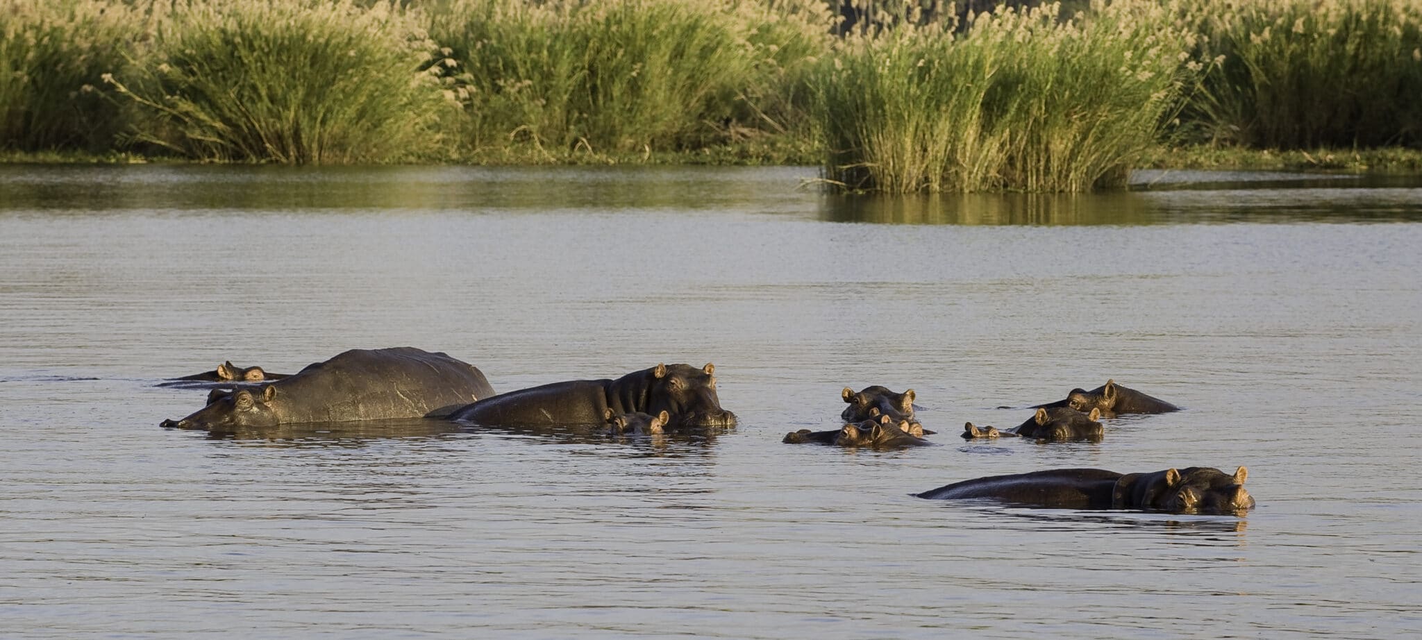 Hippos in the Shire River in Liwonde National Park | Photo: Mvuu Lodge