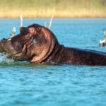 Hippo swimming through a river in Isimangaliso.