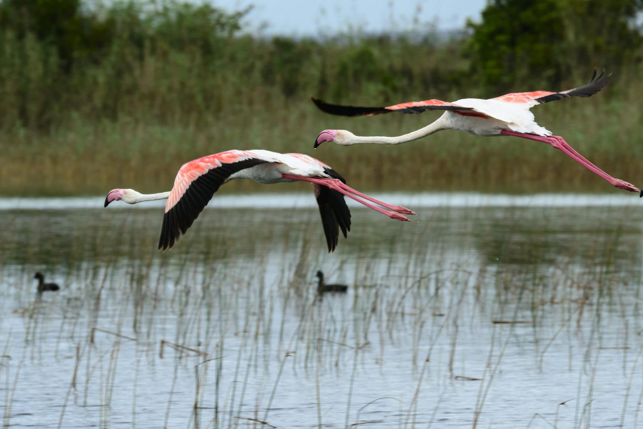 Flamingos flying over a body of water in South Africa