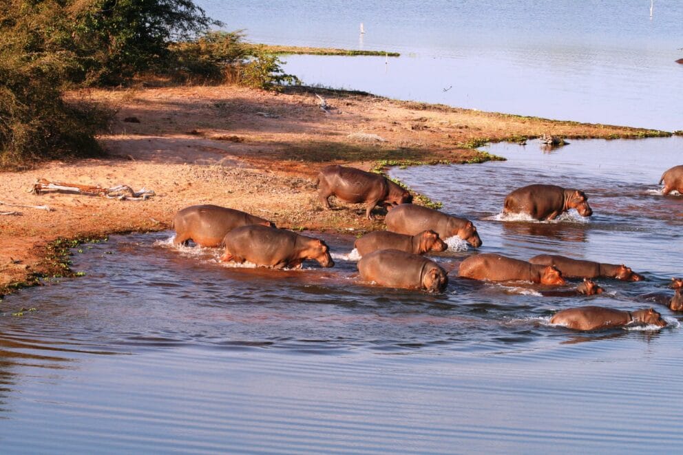 A pod of hippos entering the water of Lake Kariba near Changa Safari Camp, Zimbabwe.