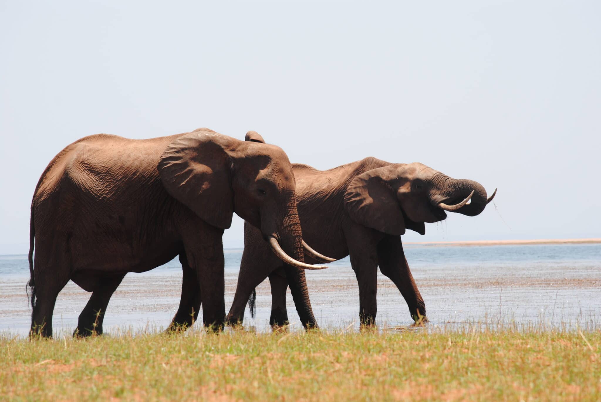 Elephants drinking water at Lake Kariba