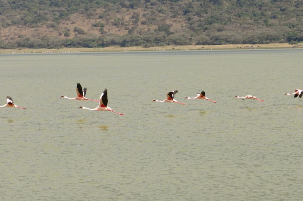 A flock of flamingos flying over a lake at Lake Natron Camp, Tanzania.