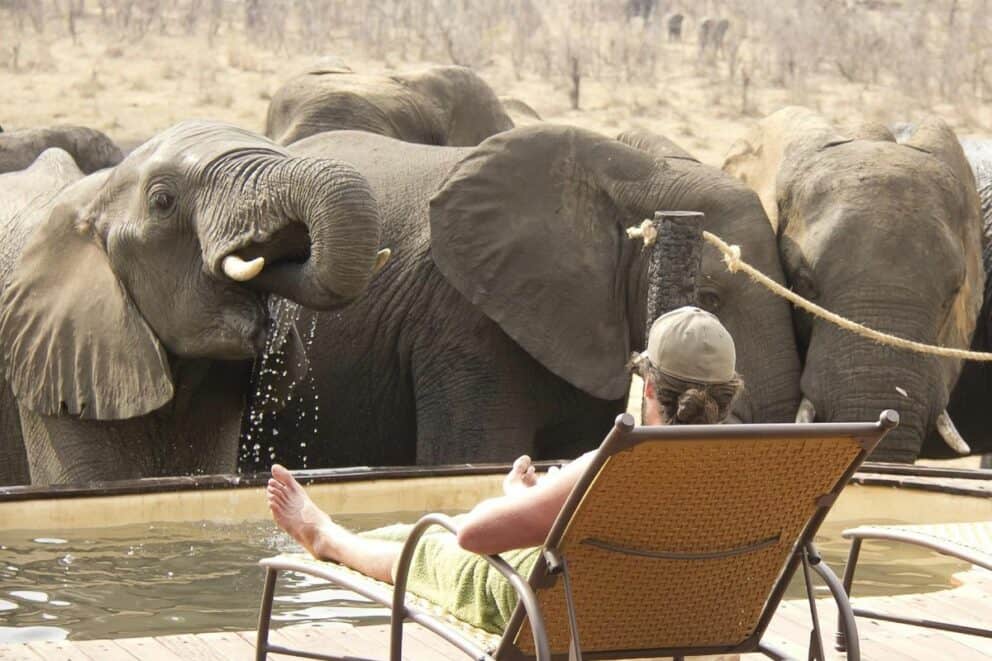 Elephants drinking from a lodge pool | Photo credits: Khulu Bush Camp